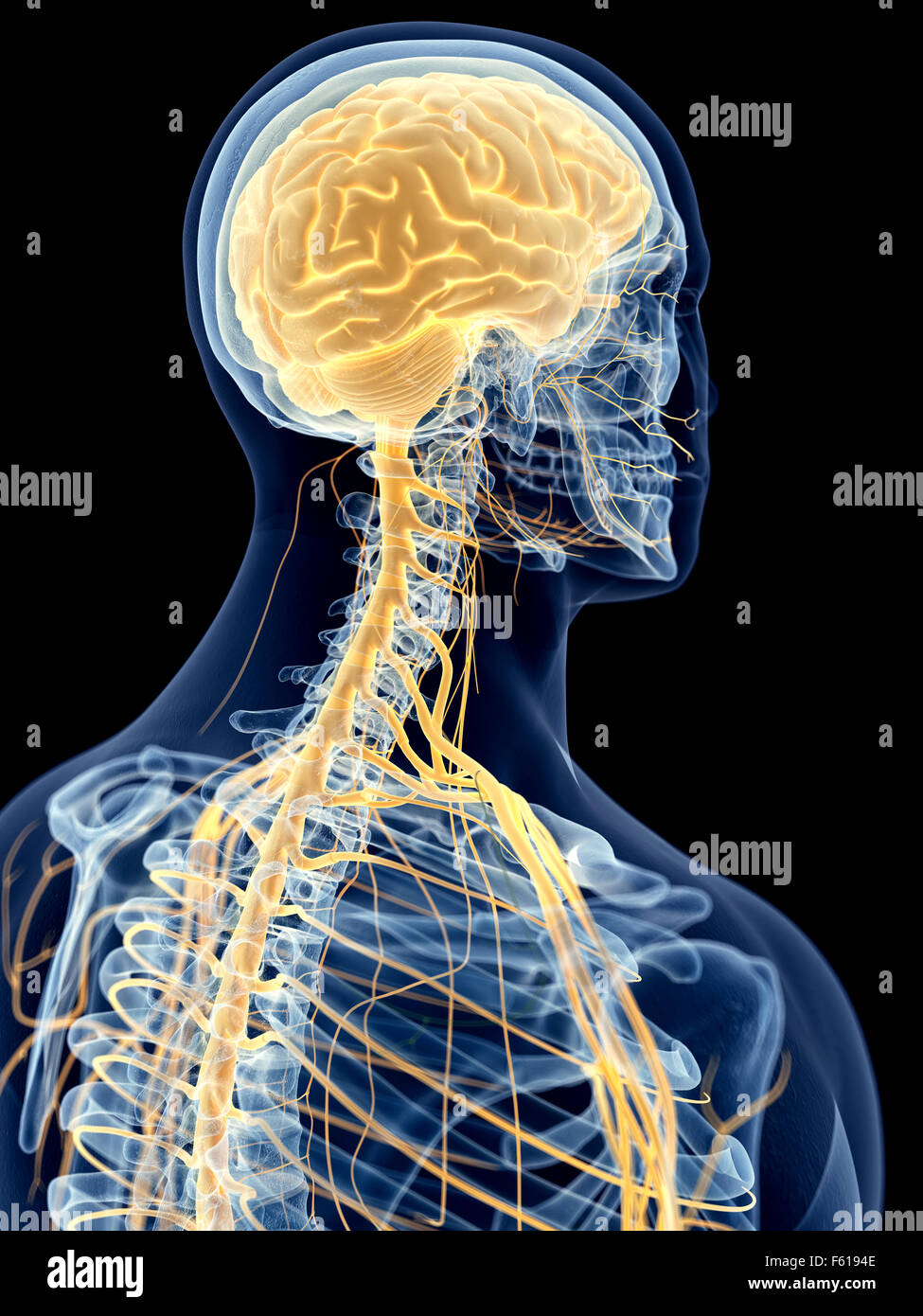 medizinisch genaue Abbildung der zervikalen Nerven Stockfoto