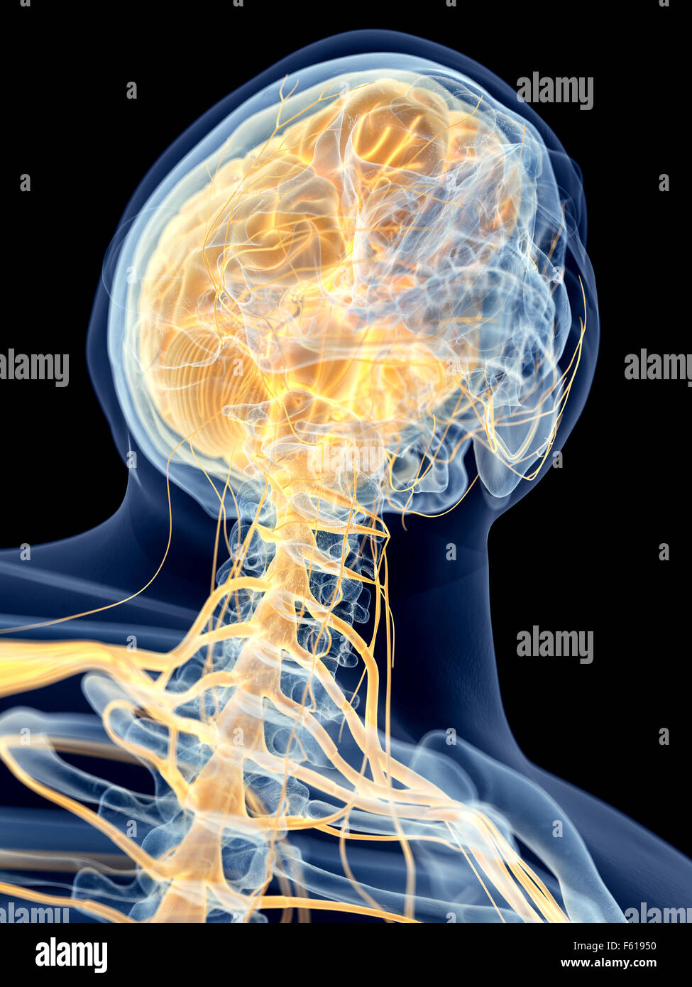 medizinisch genaue Abbildung der zervikalen Nerven Stockfoto