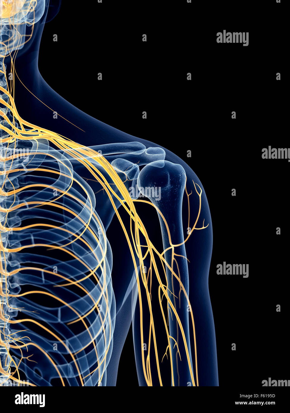 medizinisch genaue Abbildung der Schulter Nerven Stockfoto