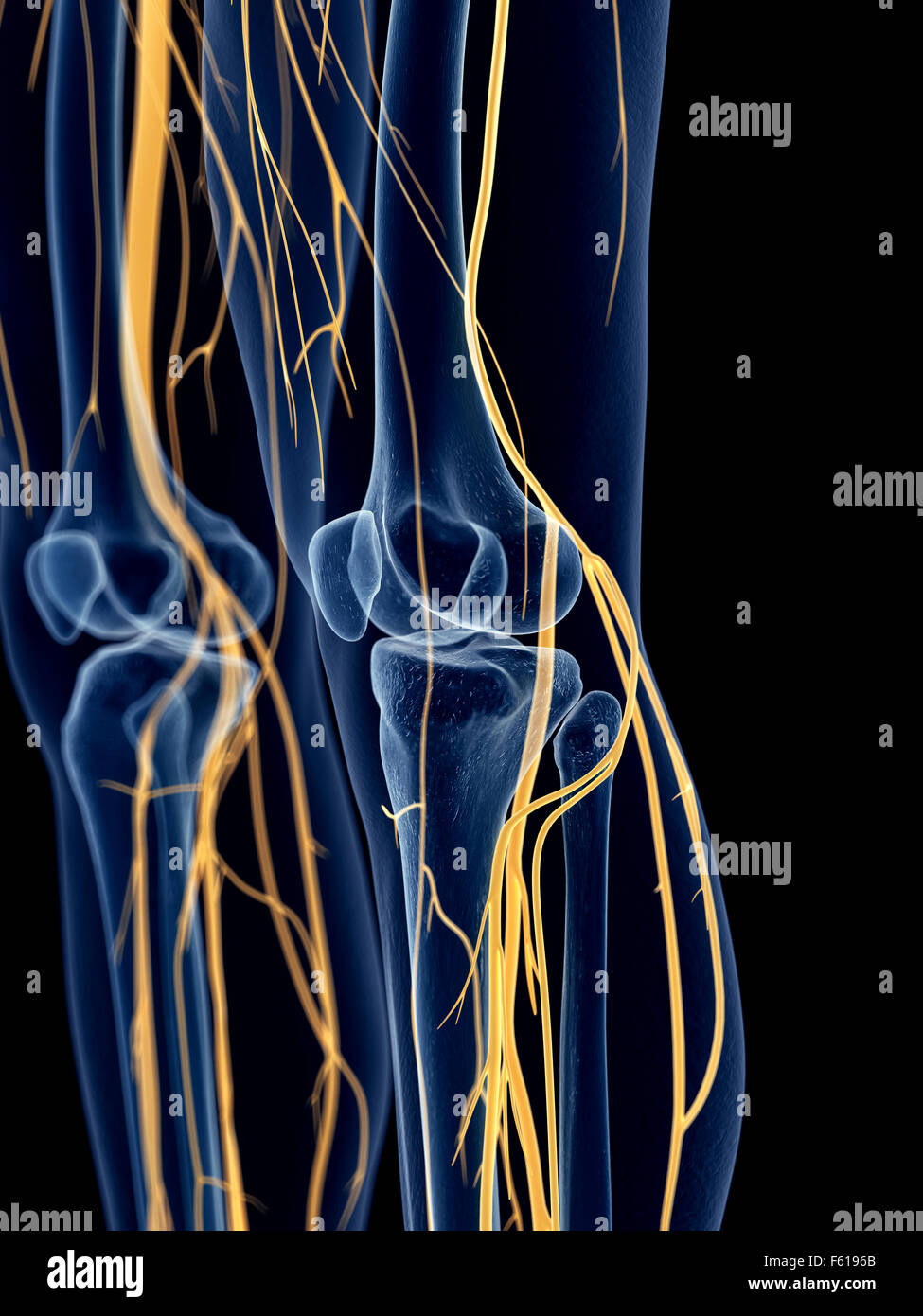 medizinisch genaue Abbildung der Knie Nerven Stockfoto