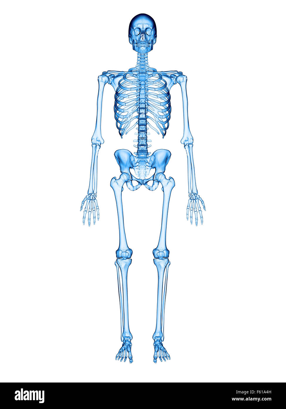 Menschliche skelettanatomie Ausgeschnittene Stockfotos und -bilder - Alamy