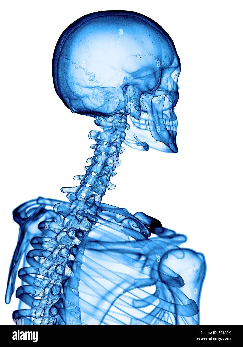 medizinisch genaue Abbildung der Halswirbelsäule Stockfoto