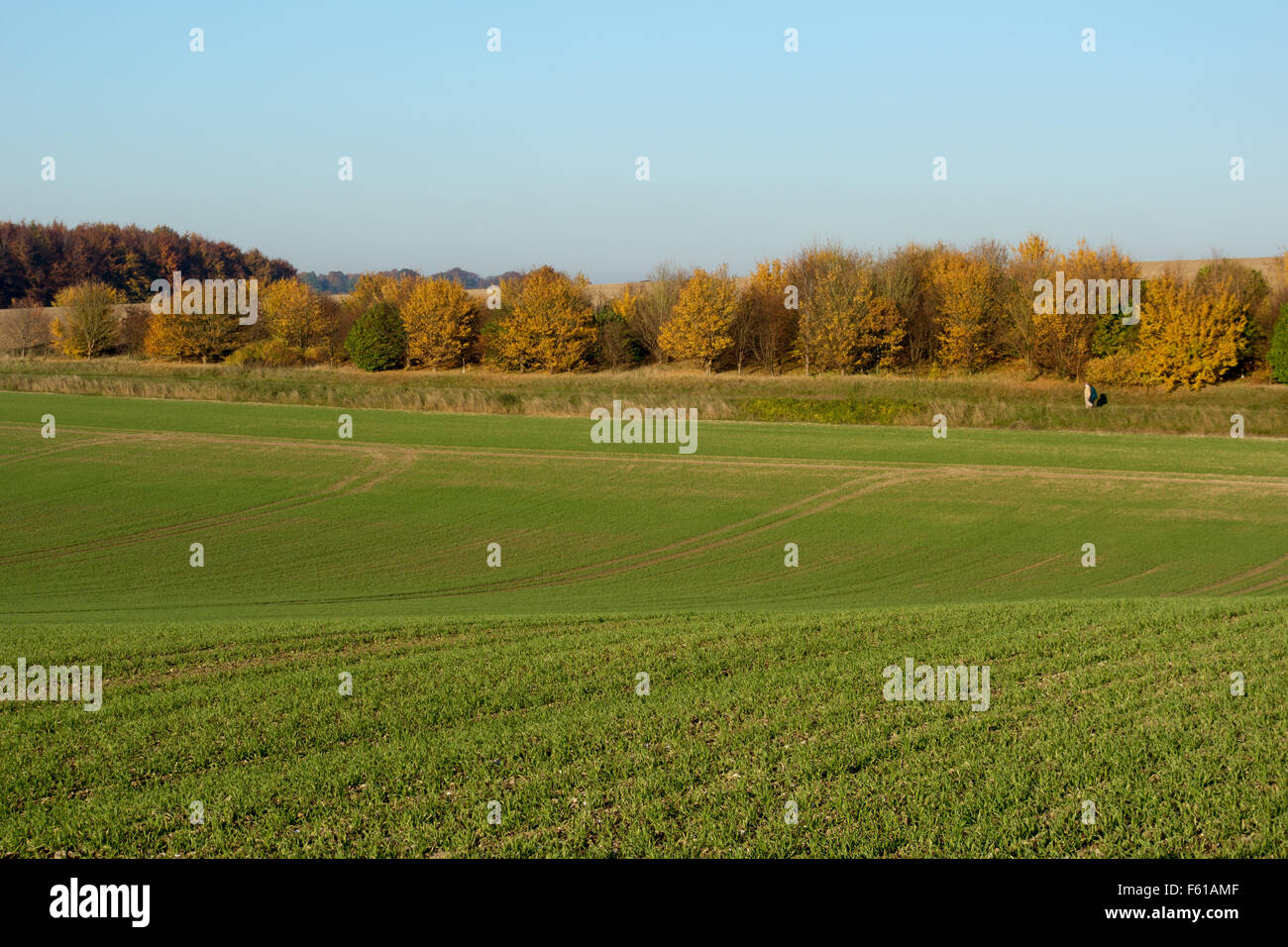 Leute, die ich die Entfernung zu Fuß der Icknield Way im Herbst, Cambridgeshire, England UK Stockfoto