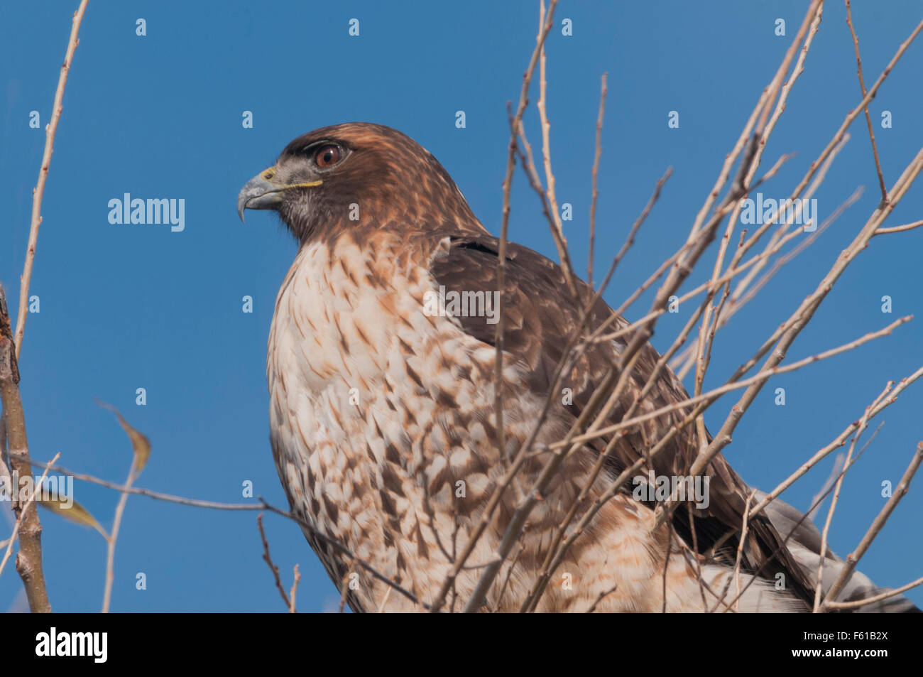 Ein rot - angebundener Falke (Buteo Jamaicensis) sitzt in der Spitze eines Baumes Laub-um Suche nach Beute in der Sacramento Nationa Stockfoto