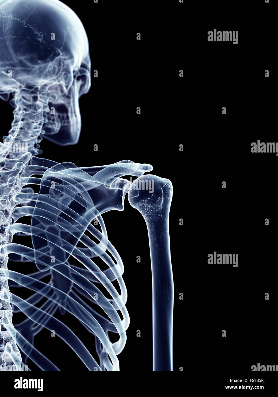 medizinisch genaue Abbildung der skelettartigen Schulter Stockfoto