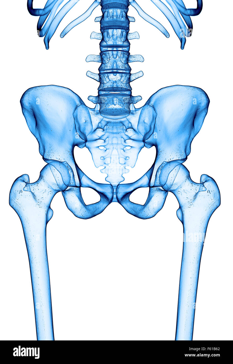 medizinisch genaue Abbildung des Hüftgelenks Stockfoto