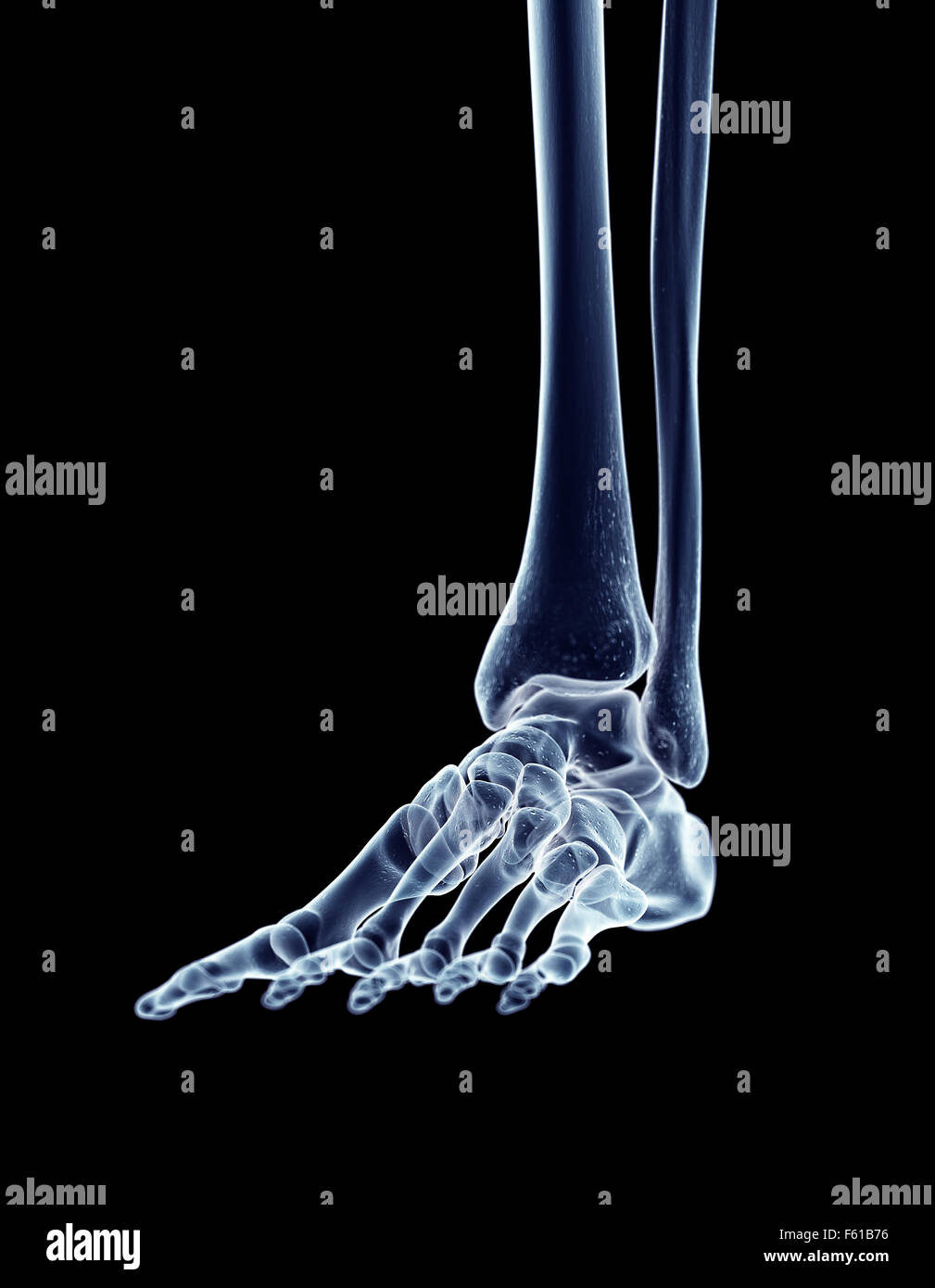 medizinisch genaue Abbildung der Fußknochen Stockfoto