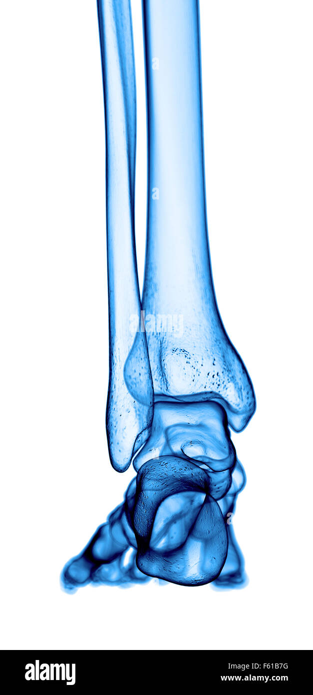 medizinisch genaue Abbildung der Fußknochen Stockfoto