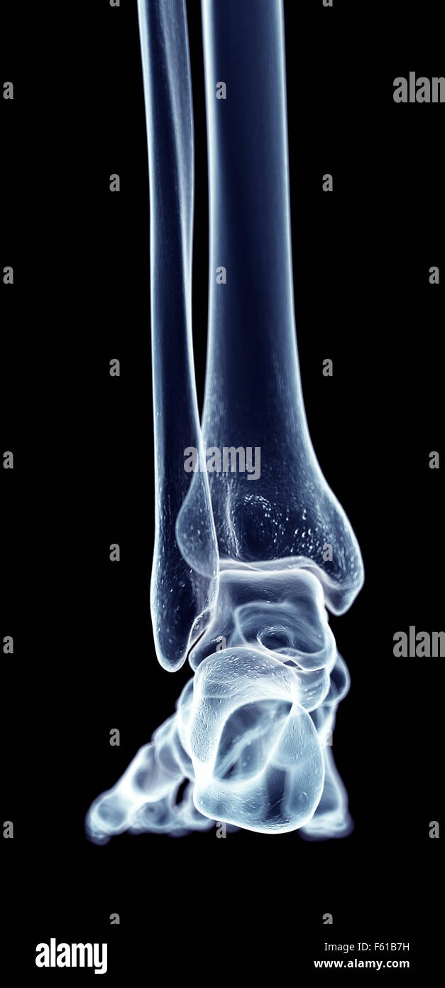 genaue medizinische Illustration des Fußes Stockfoto