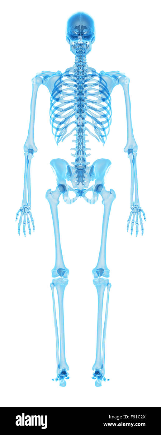 medizinisch genaue Abbildung des menschlichen Skeletts Stockfoto