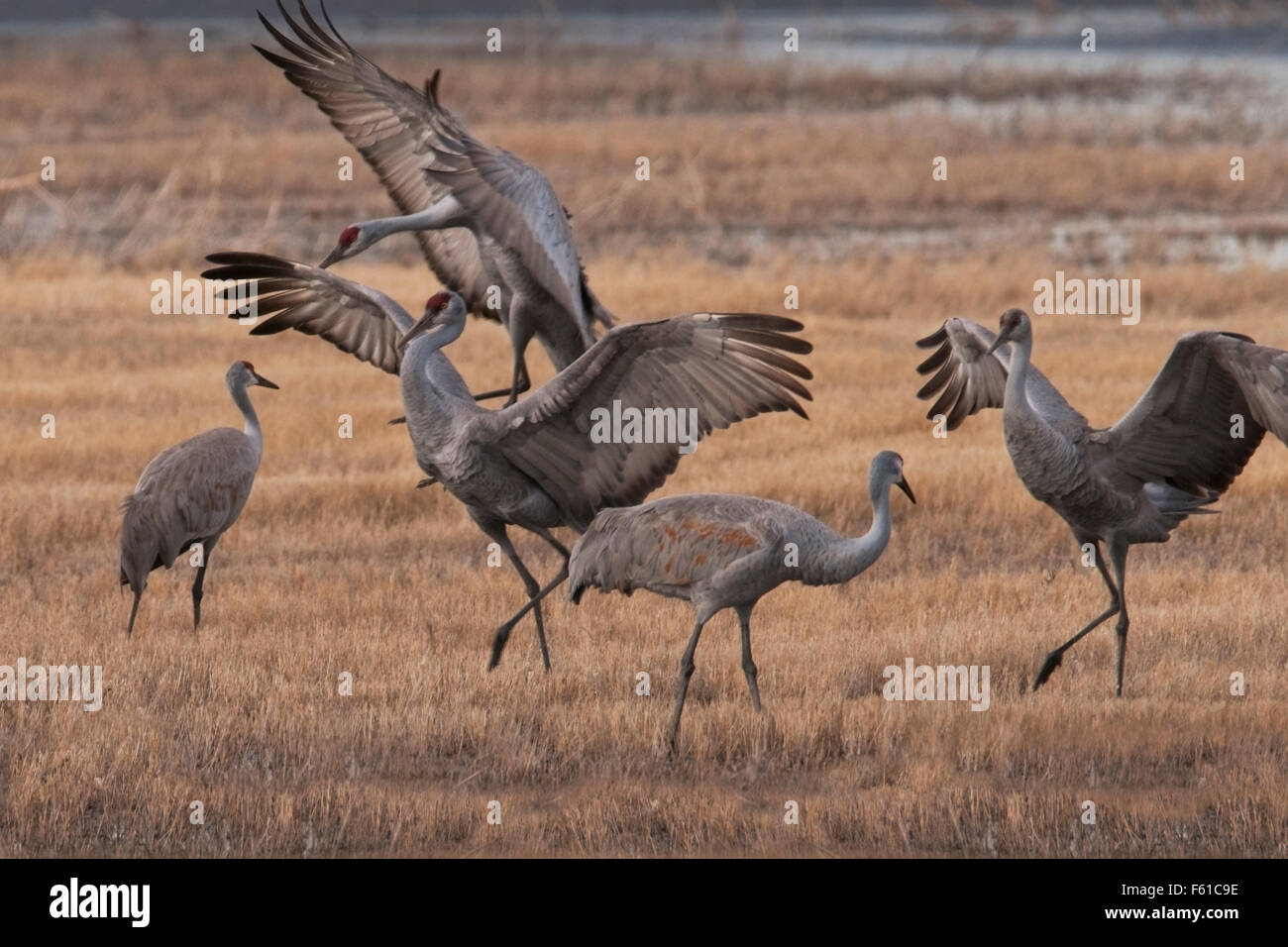 Kraniche (Grus Canadensis) machen einen wandernden Stopp an der Bosque del Apache National Wildlife Refuge, New Mexico. Stockfoto