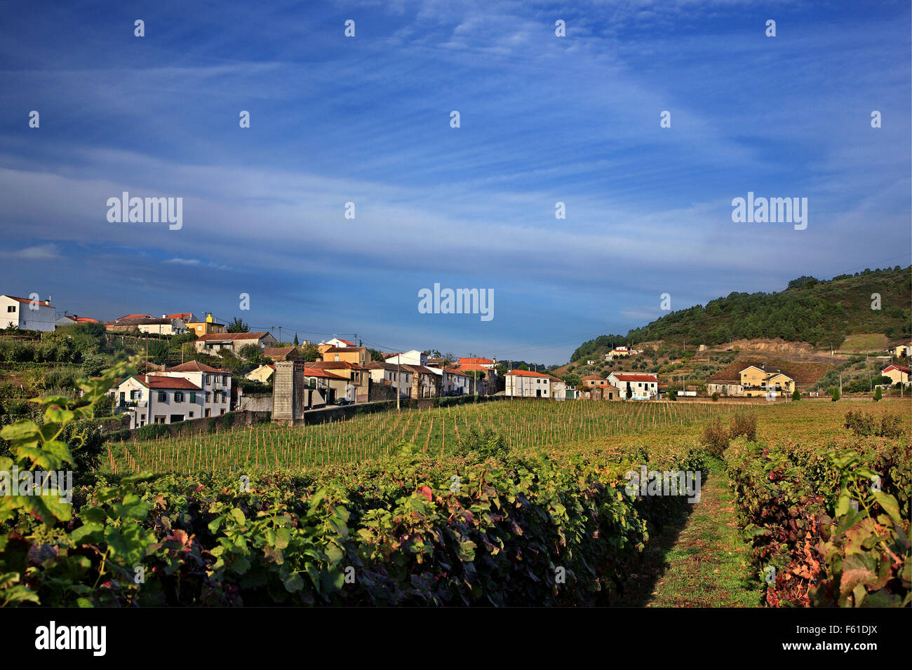 Weinberg in Provesende Dorf in der Region Alto Douro Wein (UNESCO-Weltkulturerbe), Porto e Norte, Portugal Stockfoto