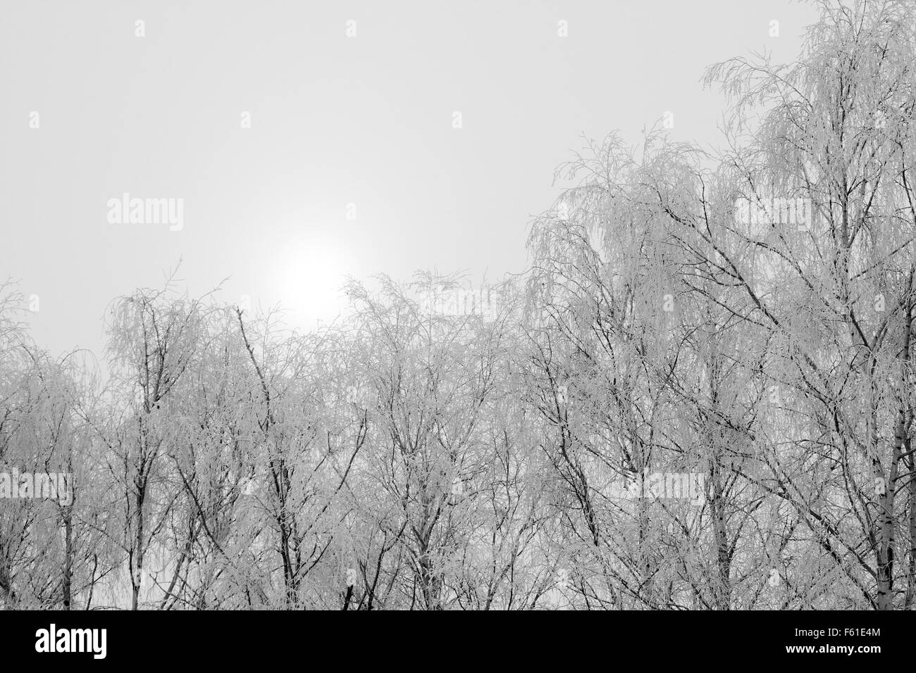 Raureif auf den Bäumen im Winterwald Stockfoto