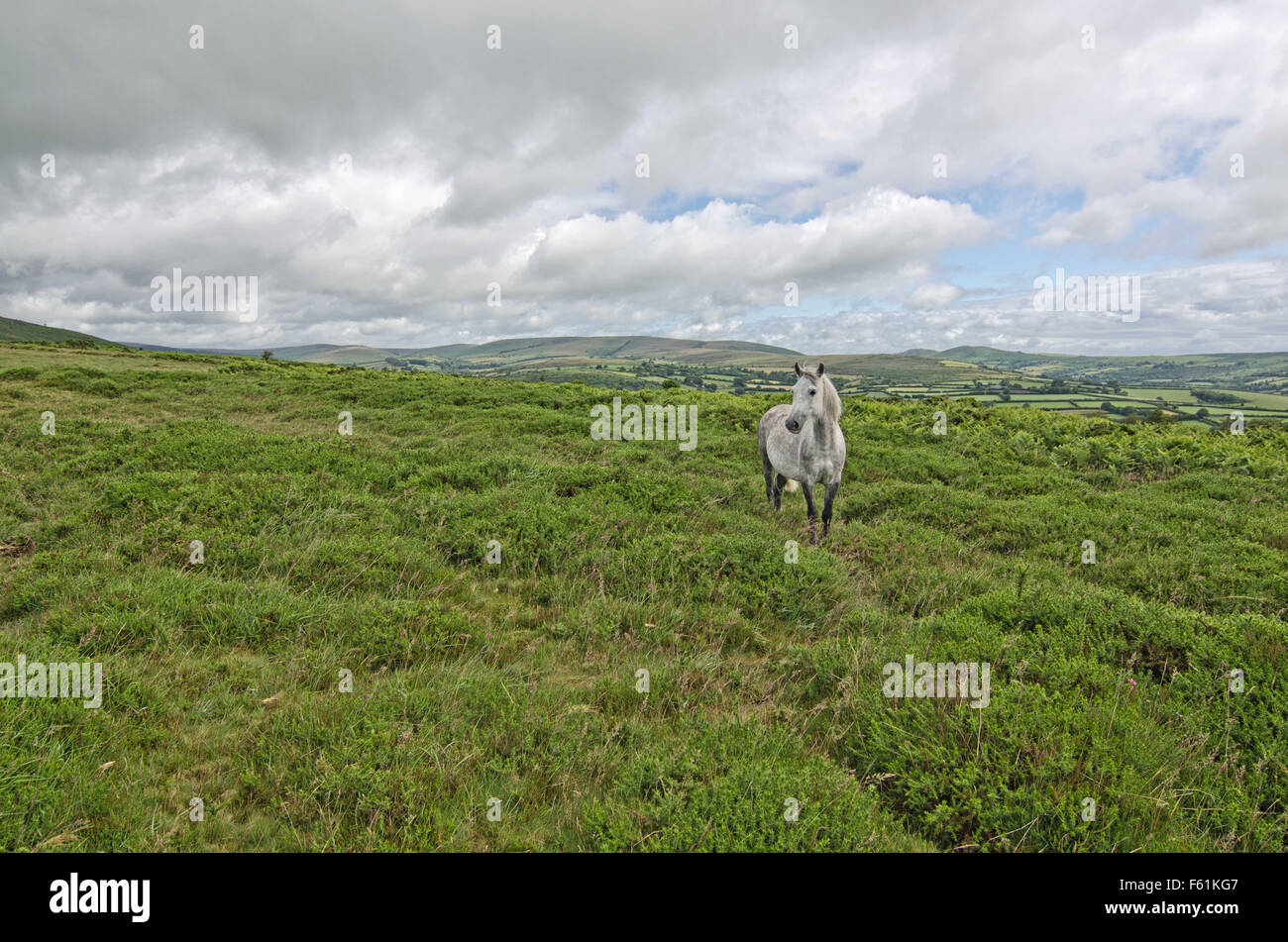 Weißes Pony auf Dartmoor National Park. Stockfoto