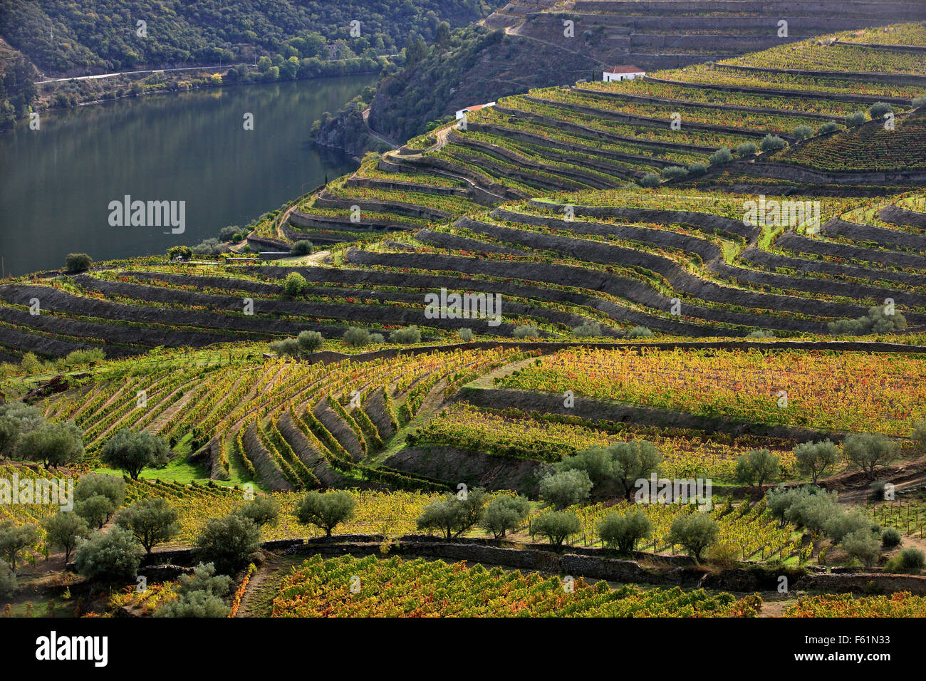 Weinberge im Douro-Tal im Herzen des Alto Douro Wein-Region (UNESCO-Weltkulturerbe,), Porto e 