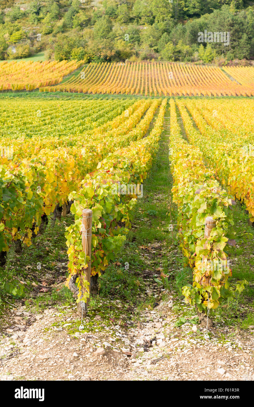 Reihen von Weinreben wachsen in den Weinbergen in Burgund Frankreich im Herbst Stockfoto