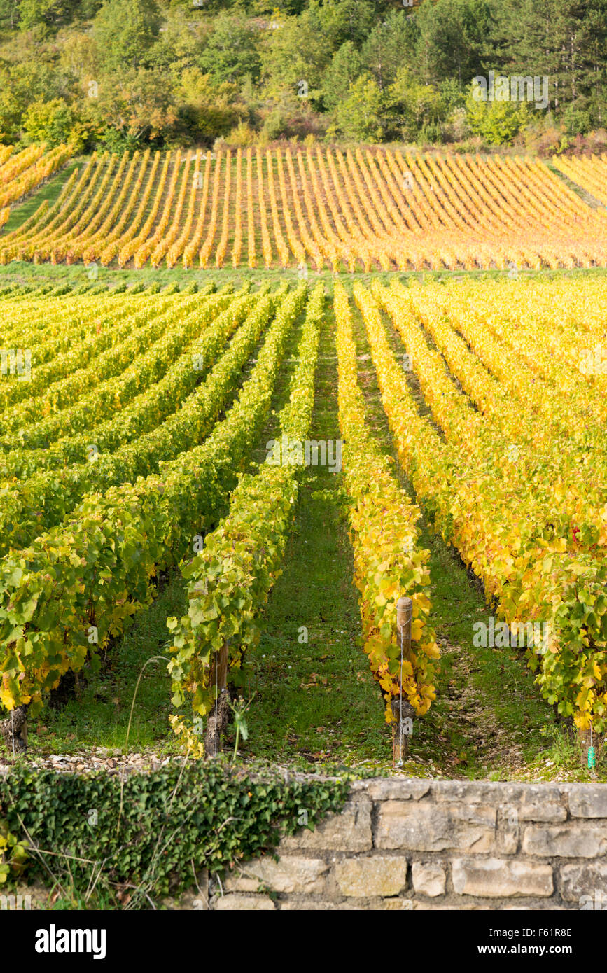 Reihen von Weinreben wachsen in den Weinbergen in Burgund Frankreich im Herbst Stockfoto