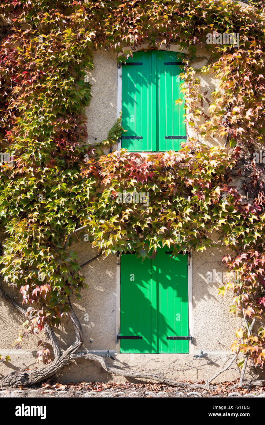 Eine Fensterläden Fenstertür mit Kletterpflanzen im Bereich von Frankreich Burgund Stockfoto
