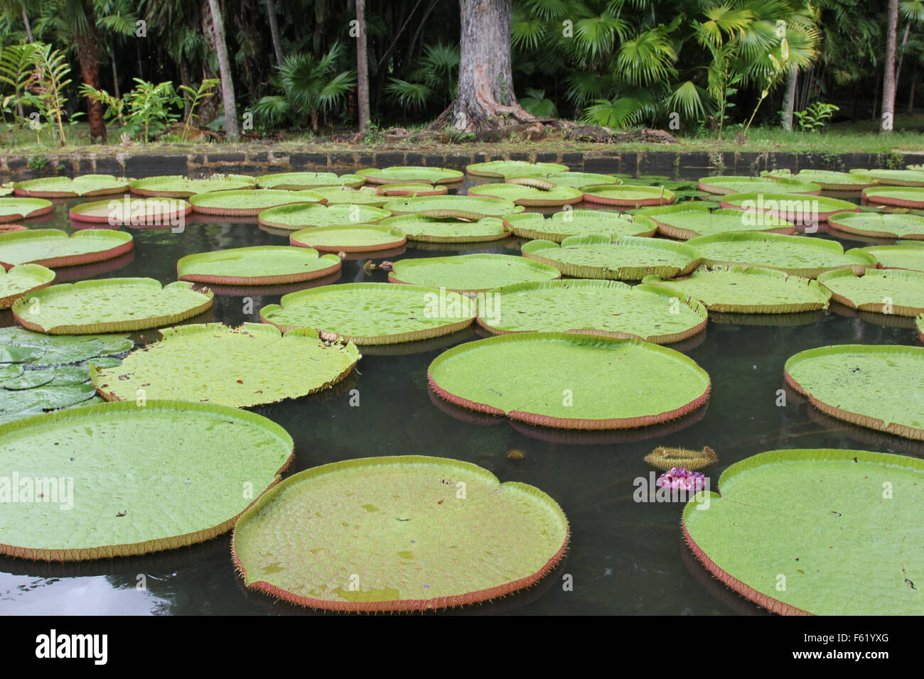 Runde Lotus Blätter auf der Oberseite einen Teich Stockfoto