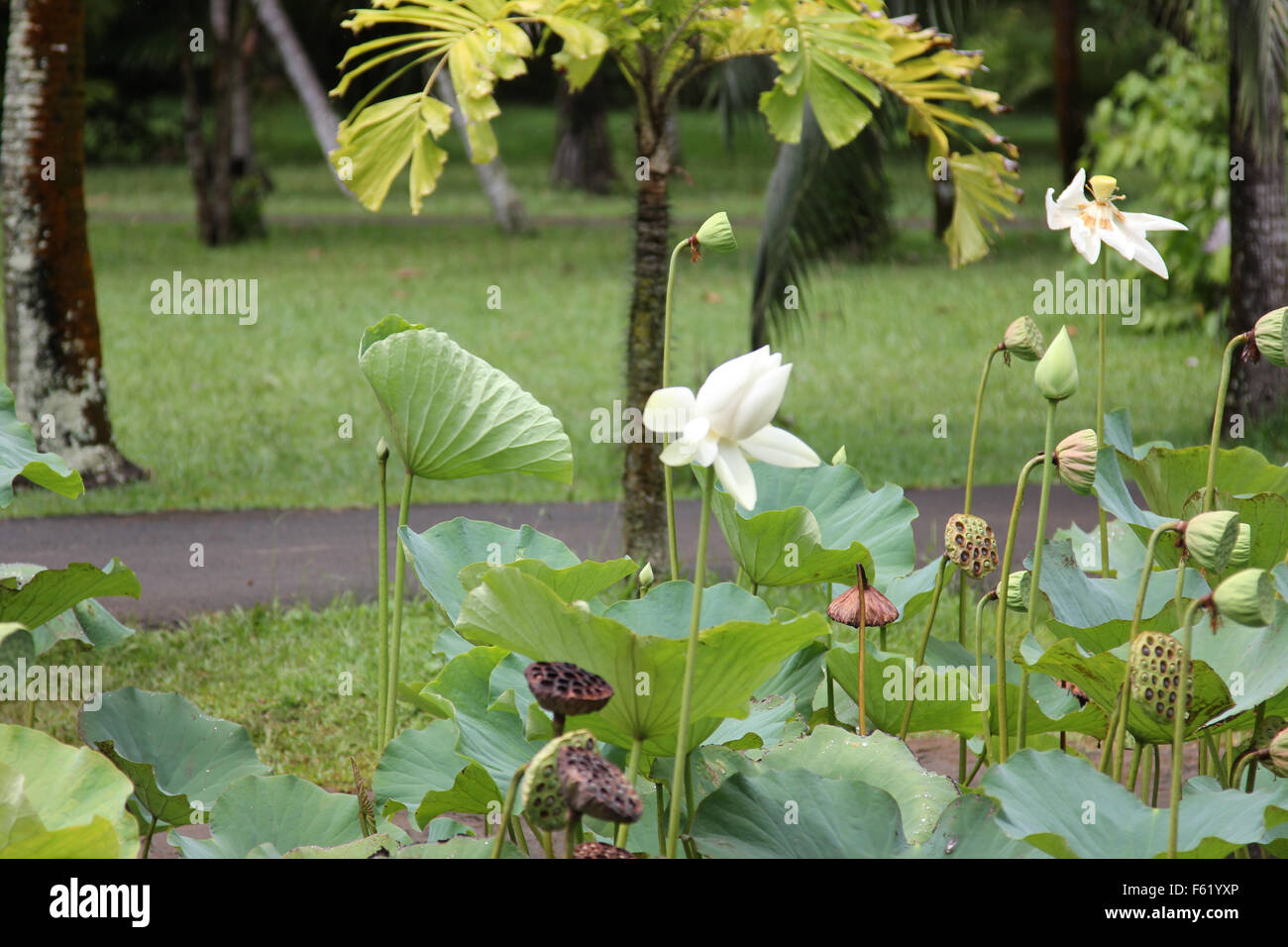 Weißer Lotusblume blüht in einem Teich im königlichen Arboretum Mauritius Stockfoto