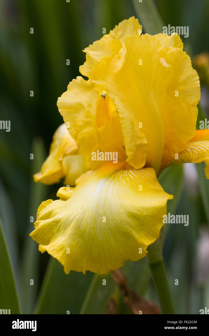 Iris 'Risen in Herrlichkeit' wächst in einem englischen Garten. Stockfoto