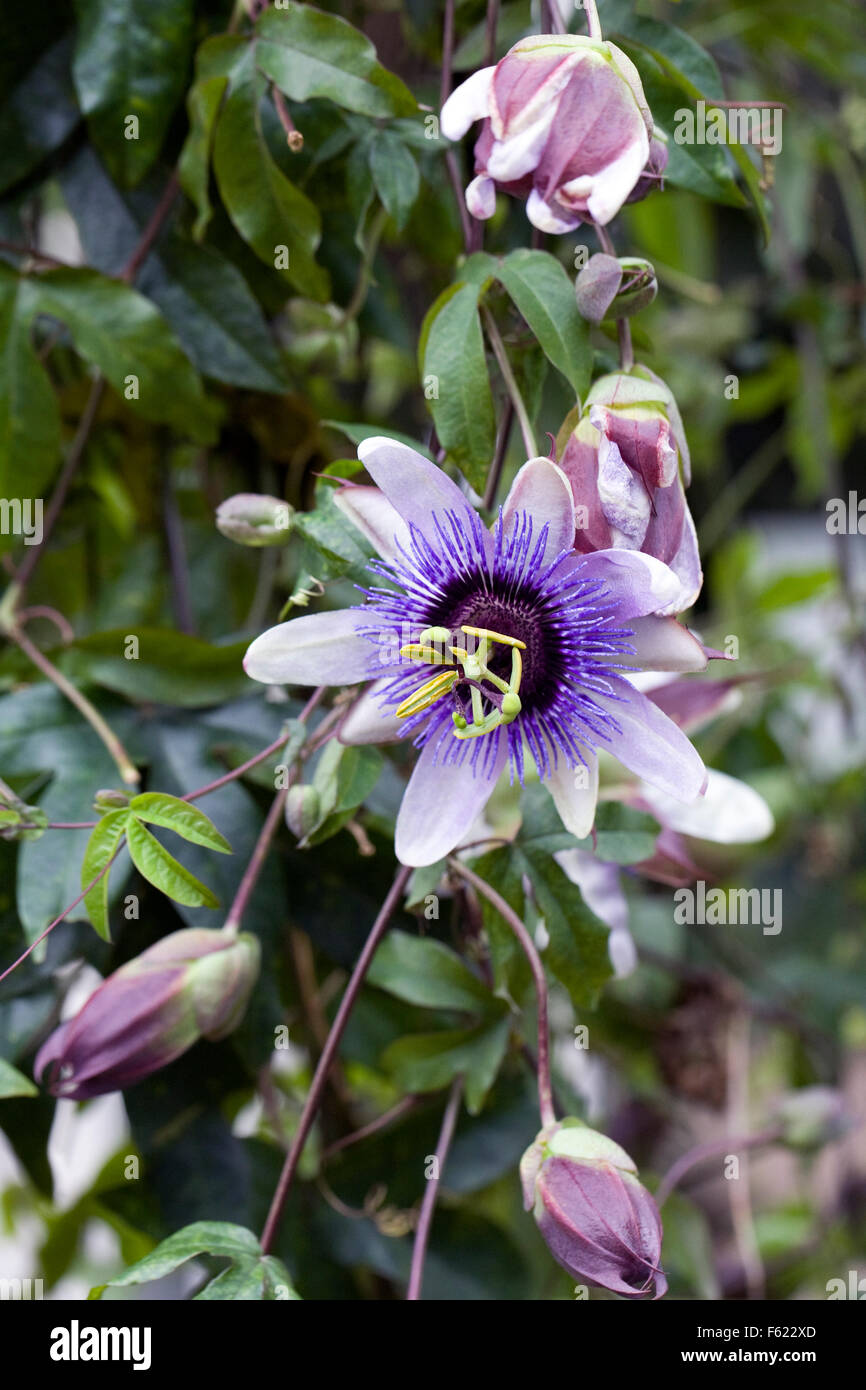 Passiflora-Blume. Passionsblume wächst in einer geschützten Umgebung. Stockfoto