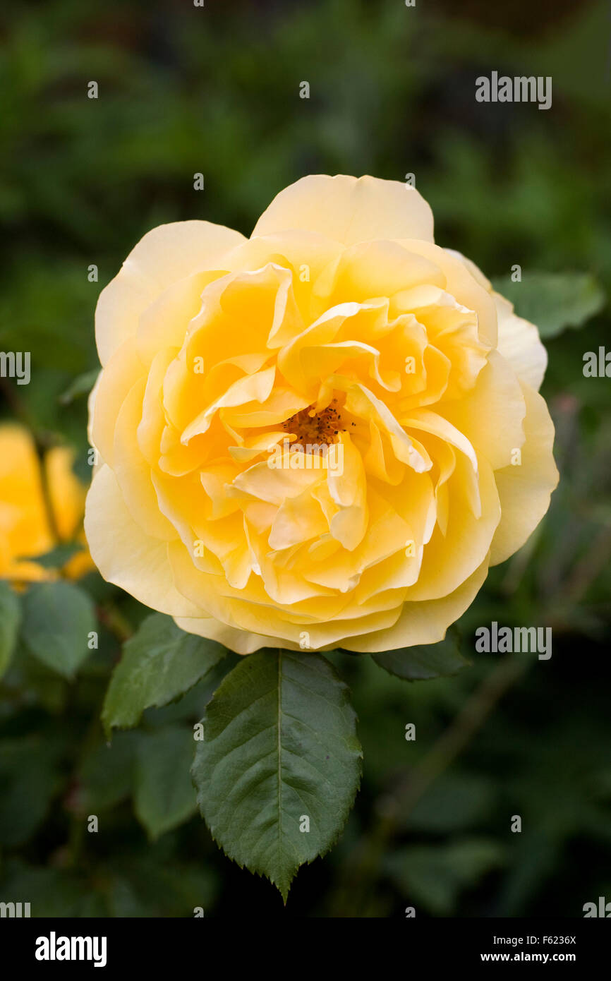 Rosa 'Graham Thomas'. Gelbe rose Porträt. Stockfoto Rosa 'Graham Thomas'. Gelbe rose Porträt. Stockfoto