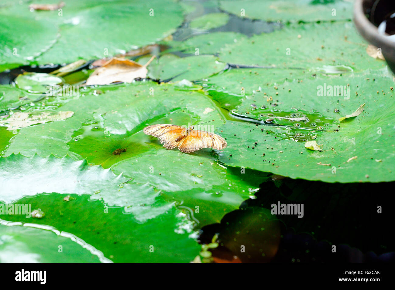 JULIA BUTTERFLYON A WATER LILY. Stockfoto