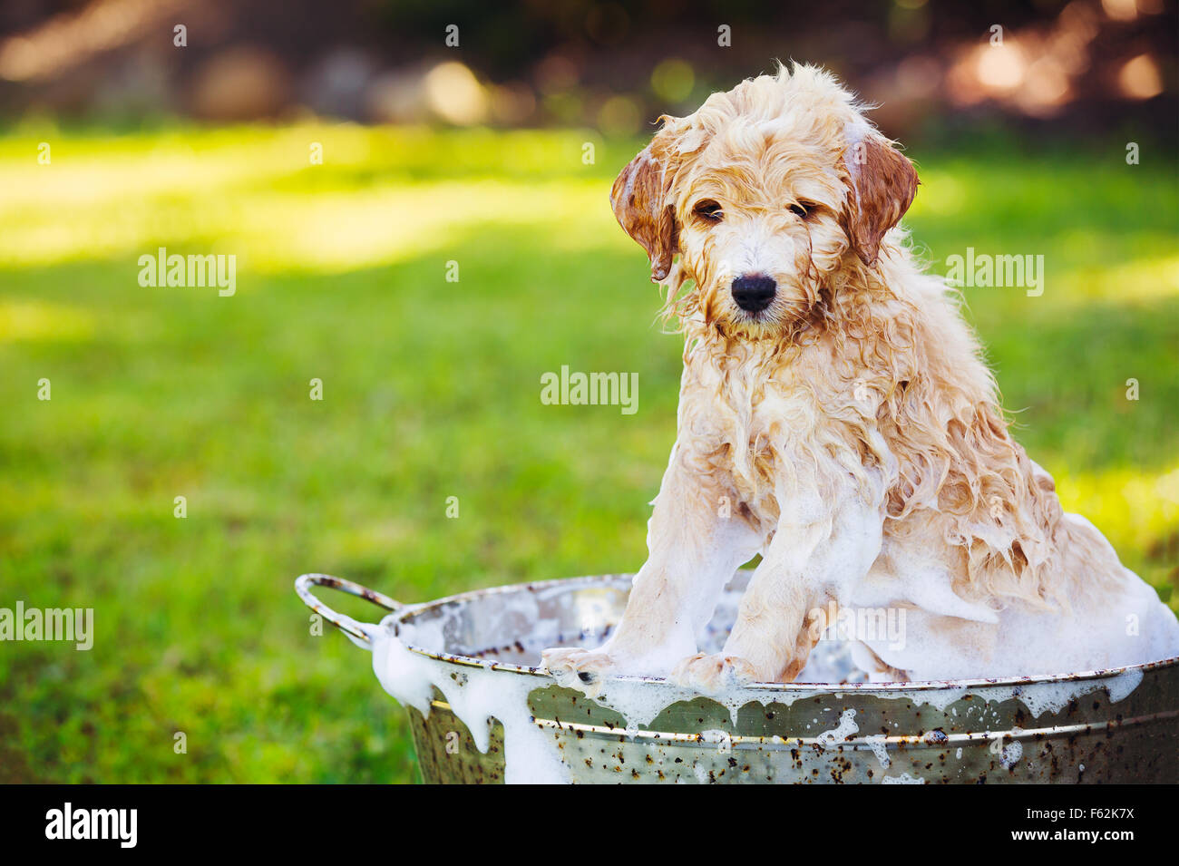 Liebenswerter niedlicher junger Welpe draußen auf dem Hof Baden bedeckt in Seifenwasser Bläschen Stockfoto