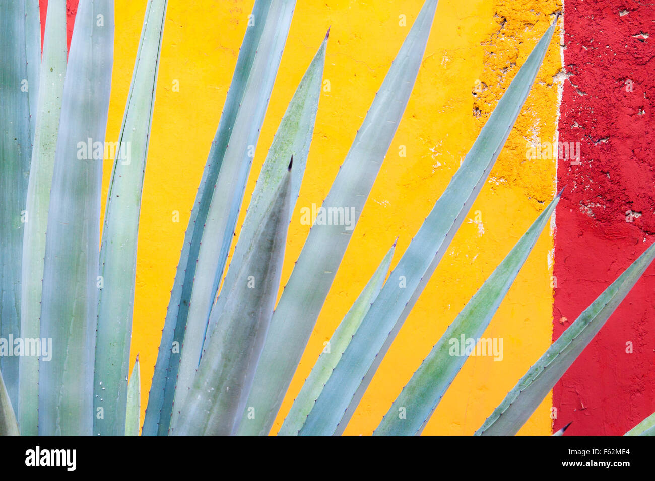 Henequen Kaktus (Agave Fourcroydes) und bunte Wand in Yucatan, Mexiko. Stockfoto