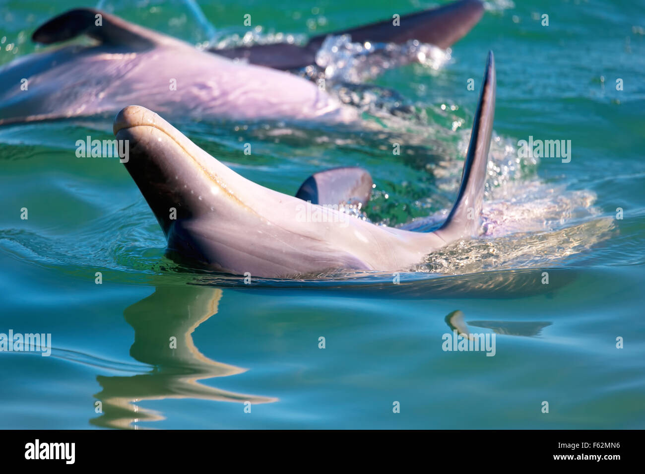 monkey-mia-bottlenosed-delphin-flasche-nase-delfine-australien-west