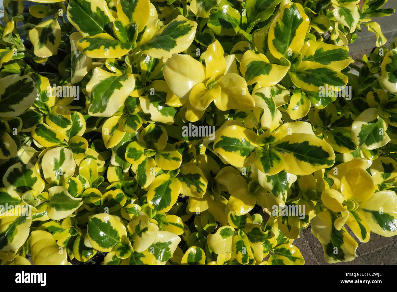 Goldene Euonymus-Sträucher Stockfoto