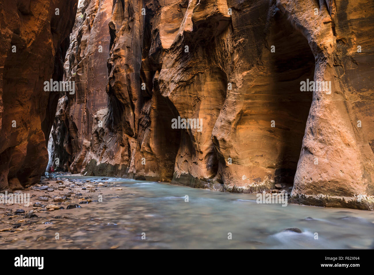 Eine abgerundete und strukturierte Felswand beleuchtet Orange durch reflektierte Licht in die Jungfrau Narrows Slotcanyon im Zion Nationalpark, Utah. Stockfoto