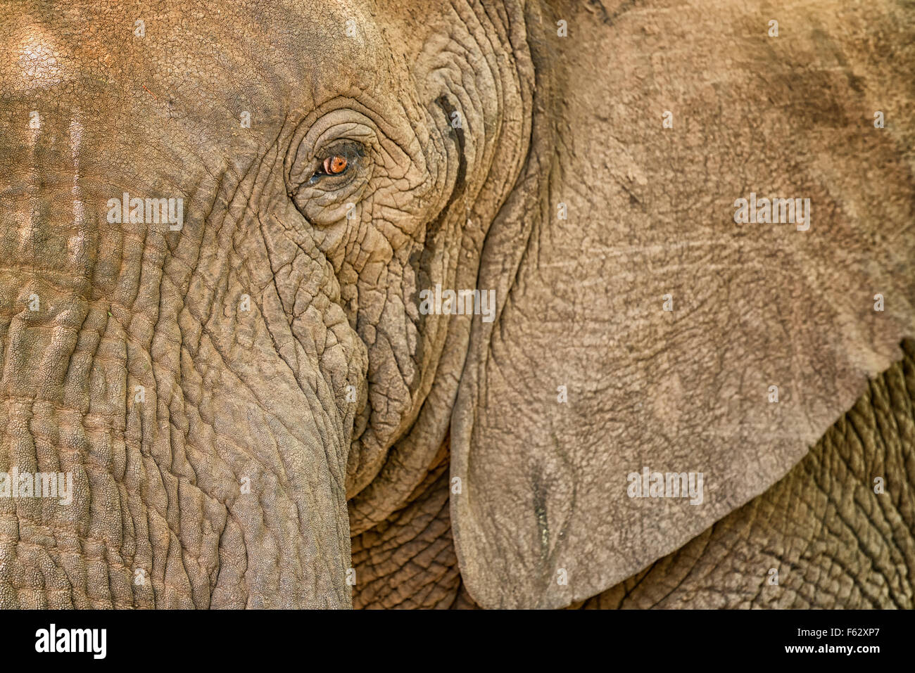 Elefant-Auge Stockfoto