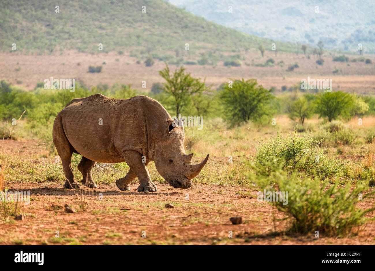 White Rhino walking Stockfoto