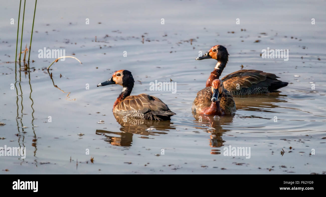 Afrikanische Enten Stockfoto