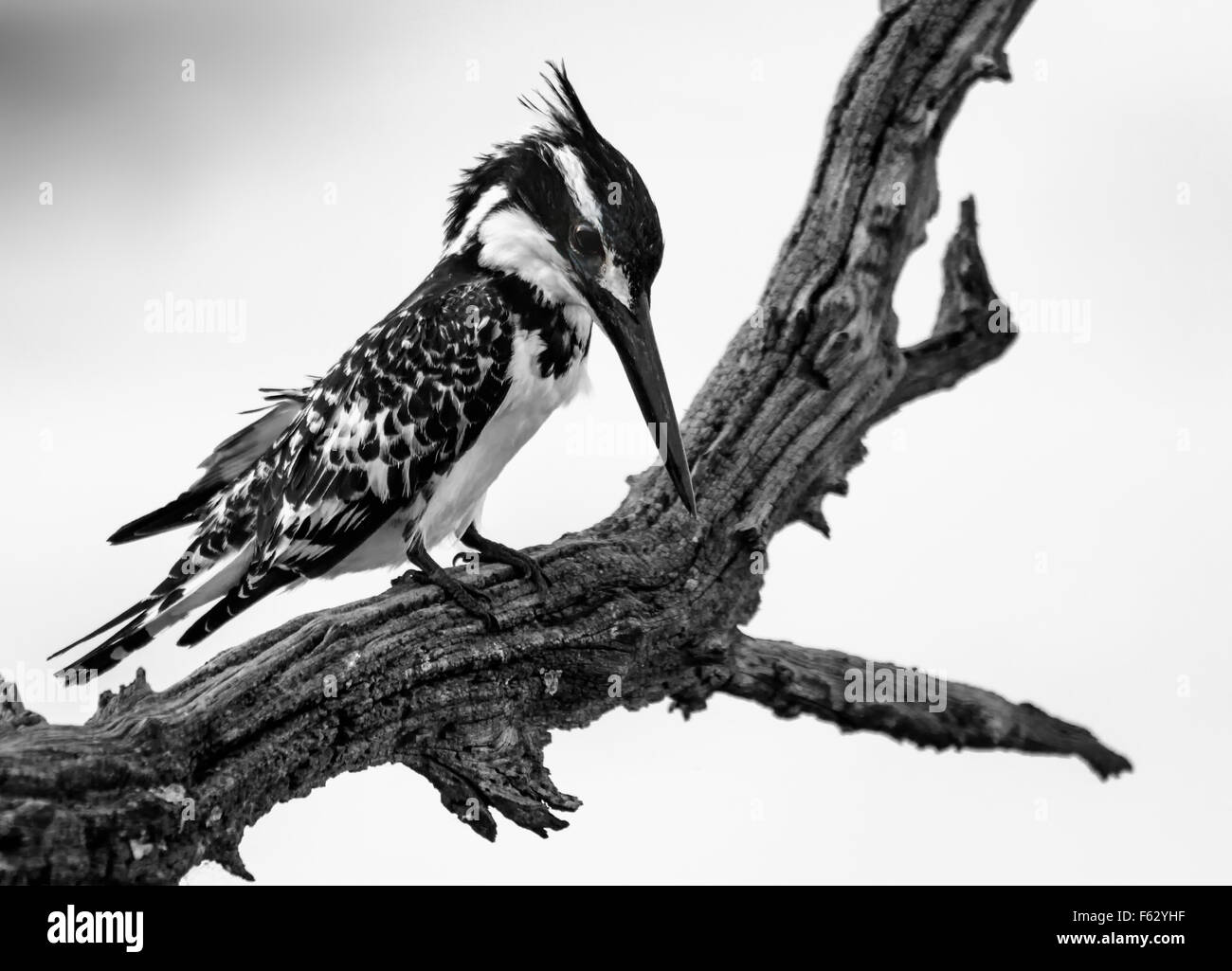 Pied Kingfisher schwarz / weiß Stockfoto