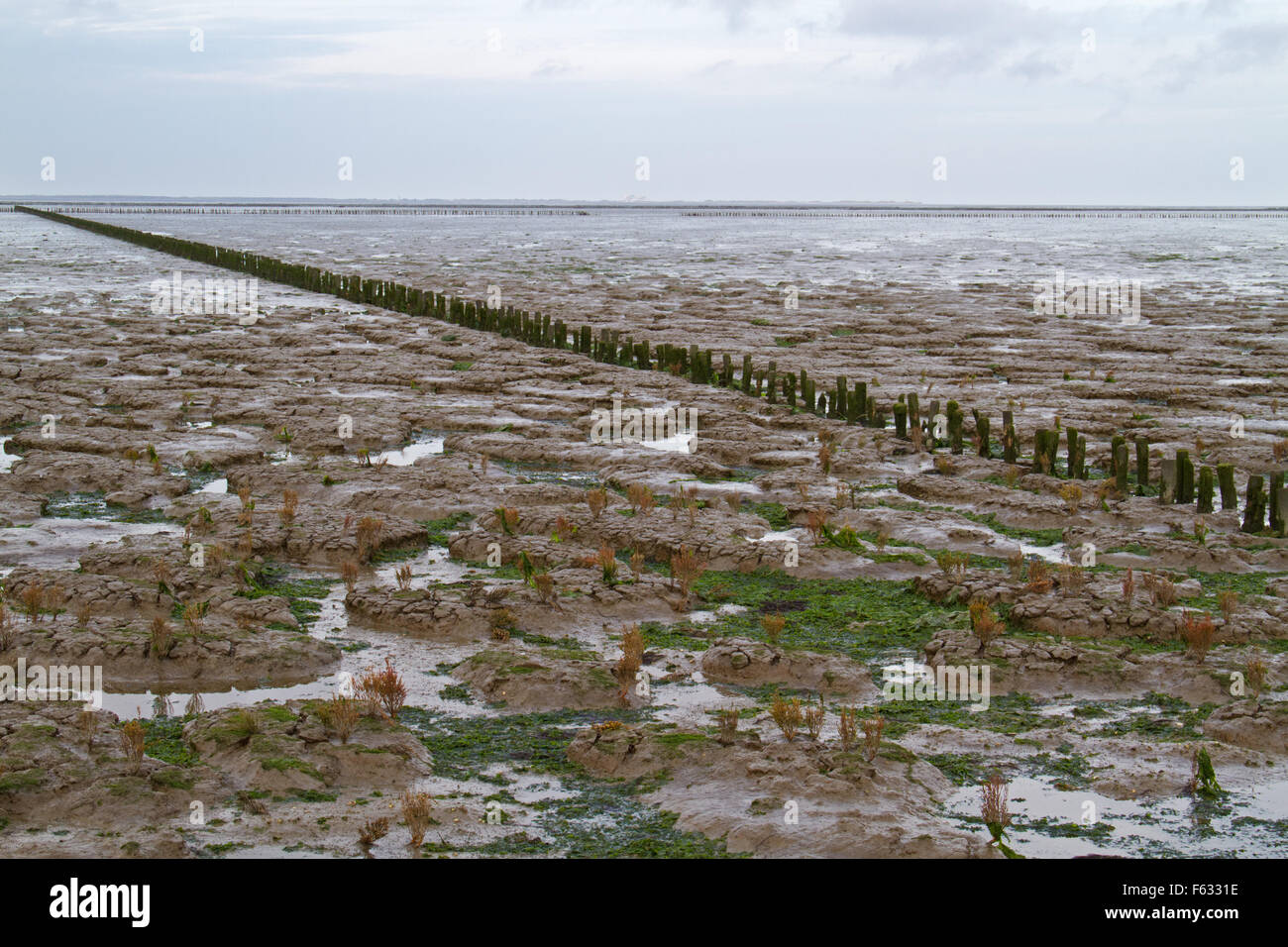 Landgewinnung am Wattenmeer in den Niederlanden Stockfoto