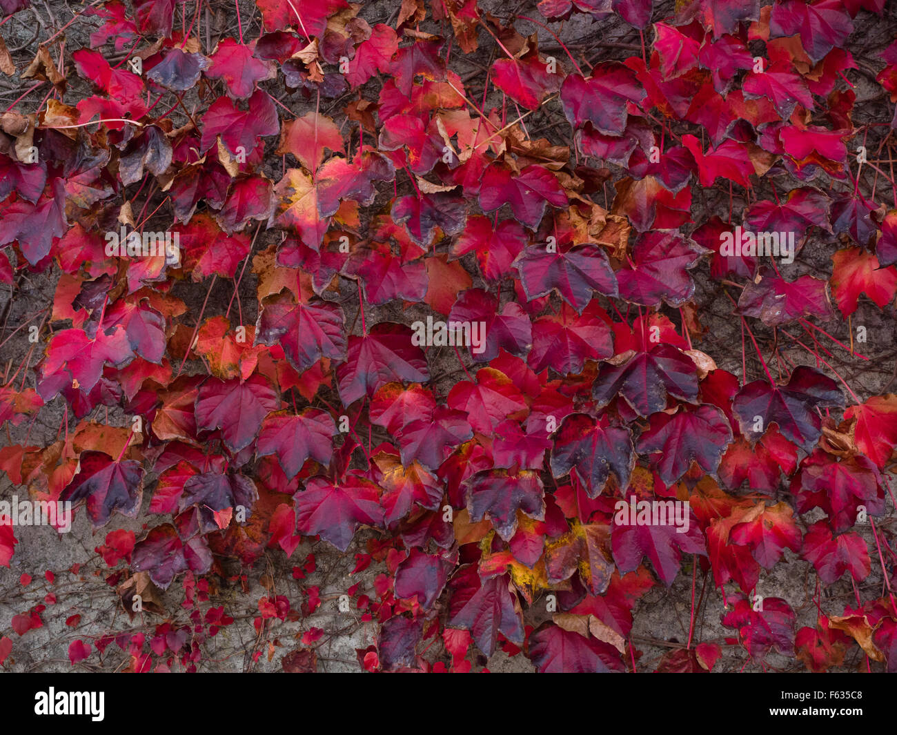 Rote Bltter im Herbst von wildem Wein, fnf groblttrige Efeu  (Parthenocissus Quinquefolia) fr eine Betonwand Stockfotografie - Alamy