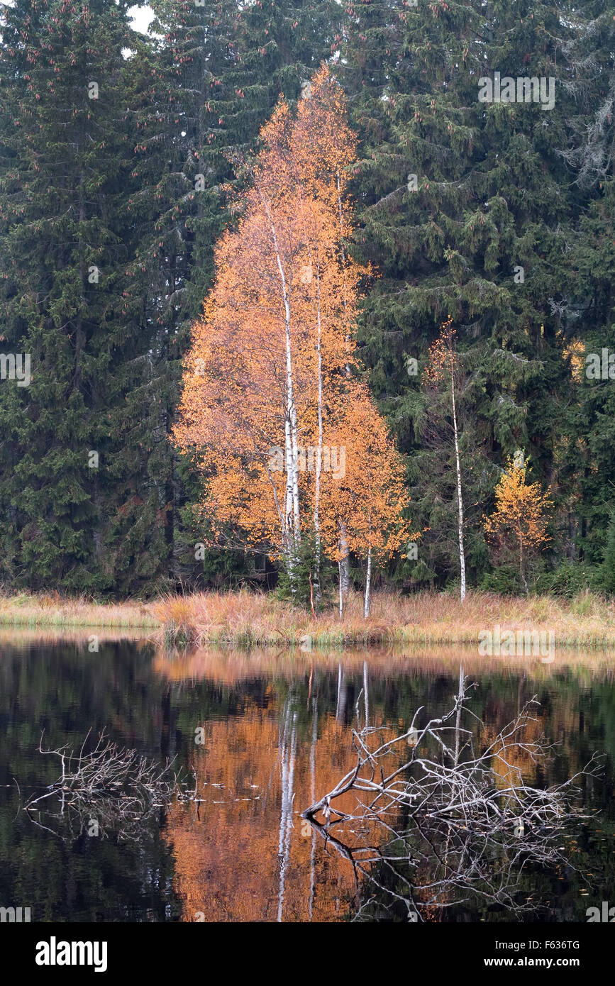 Herbstliche Birke am See Stockfoto