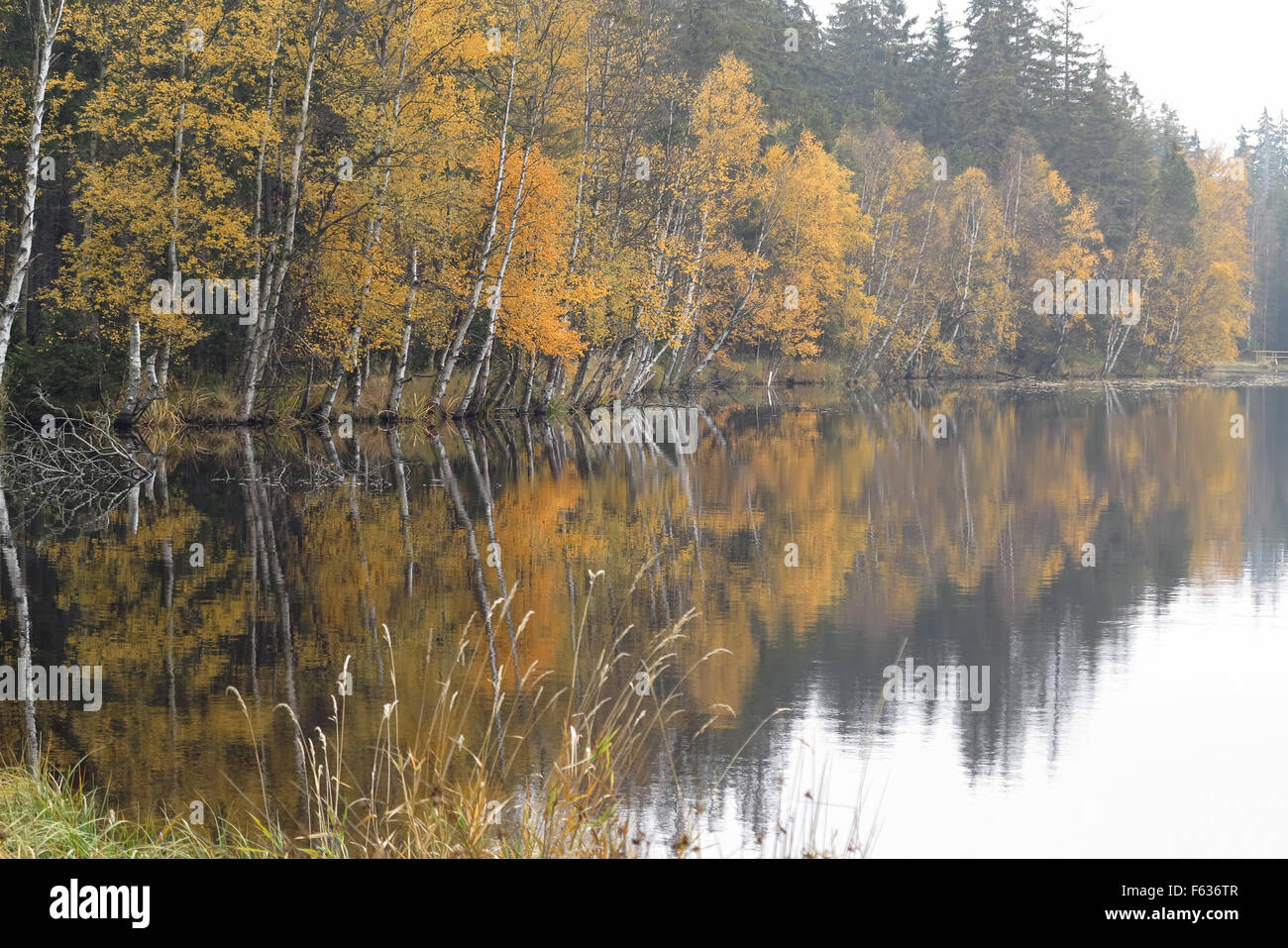 Herbst Birken am See Stockfoto