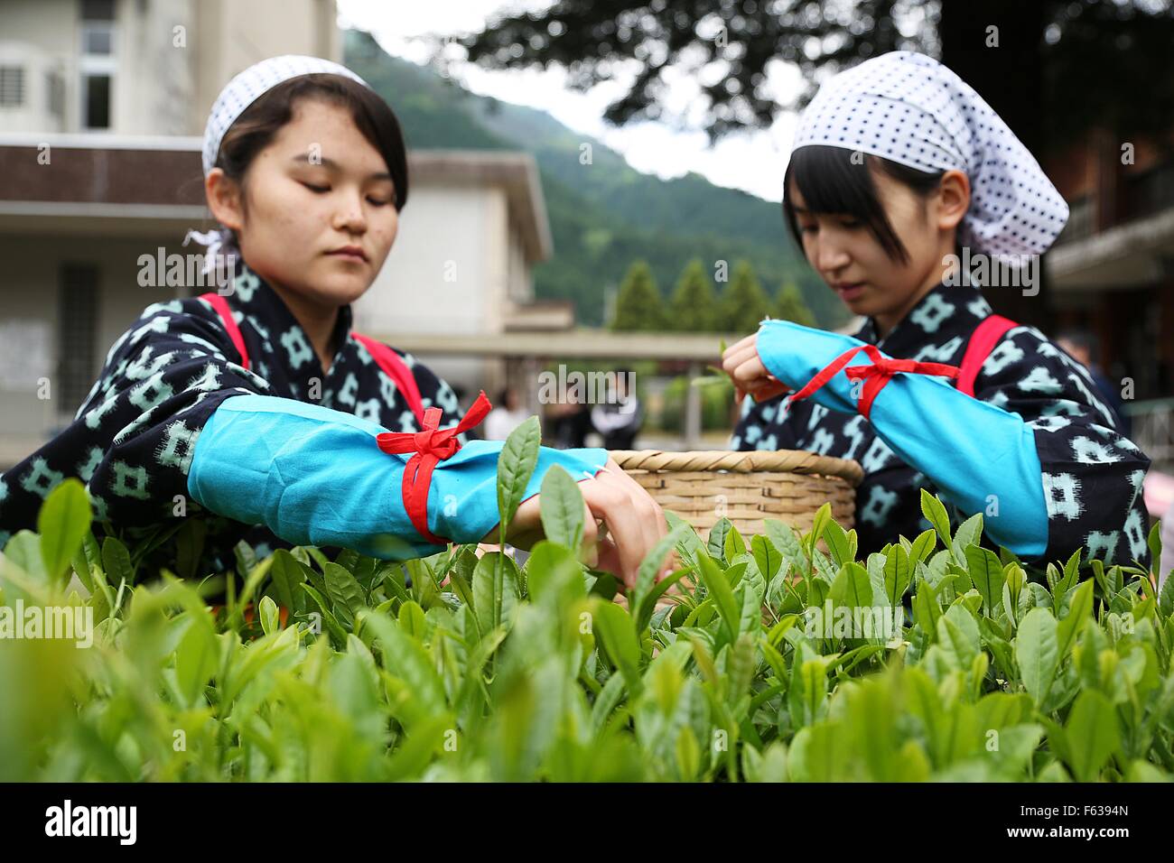 Junge Japanerinnen Hand holen grünen Teeblätter Erntezeit im Frühling im Garten Shukkei-En 7. Mai 2015 in Iwakuni City, Japan. Stockfoto