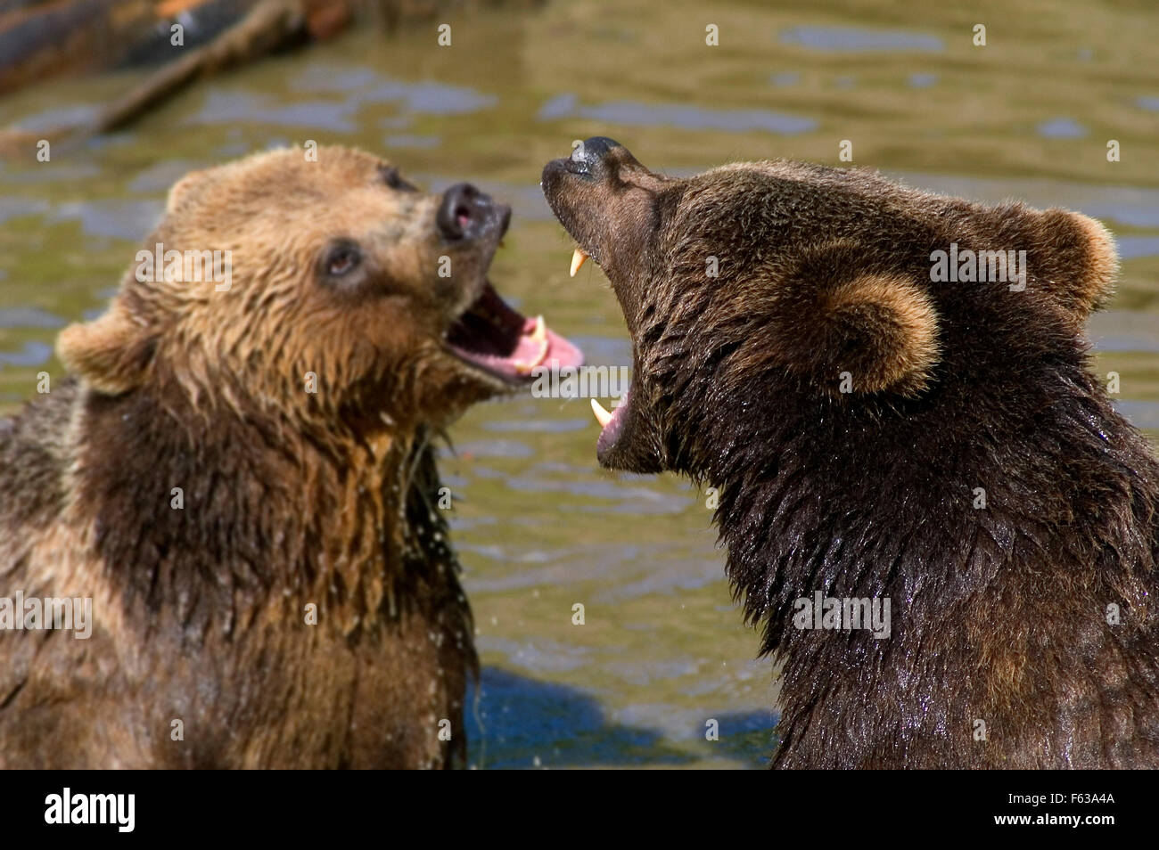 Nahaufnahme von zwei Braunbären (Ursus Arctos Arctos) im Wasser des Sees Knurren sich gegenseitig Stockfoto