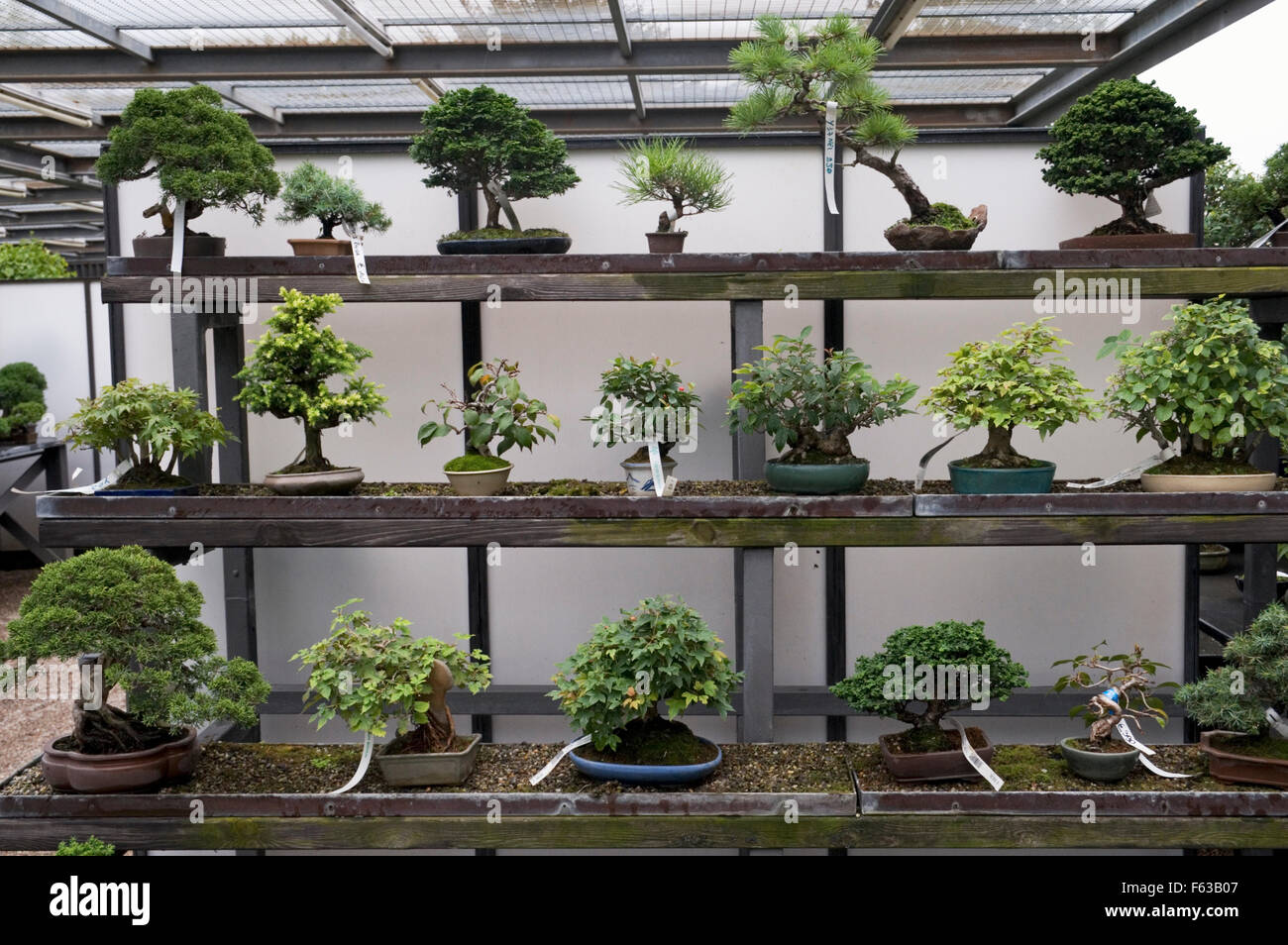 Anzeige der Bonsai-Bäumchen zum Verkauf Stockfoto