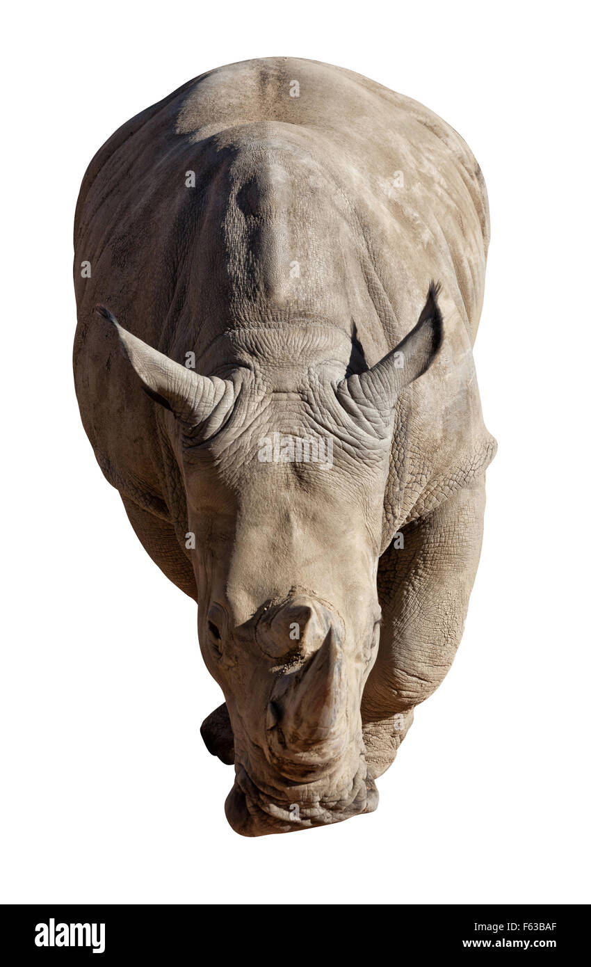 Nashorn isoliert auf weißem Hintergrund Stockfoto