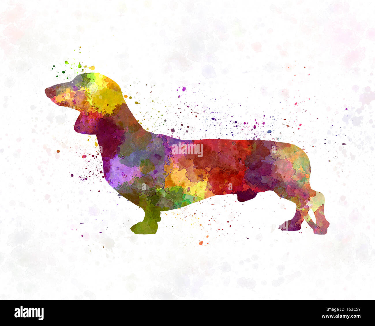 Dackel in Aquarell Stockfoto