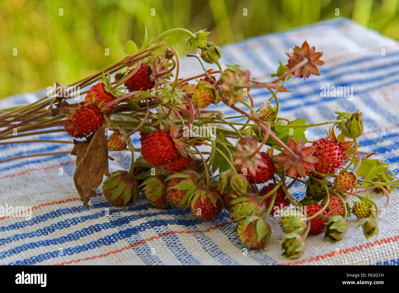 Reife Erdbeere auf einer Serviette aus Stoff gemacht Stockfoto