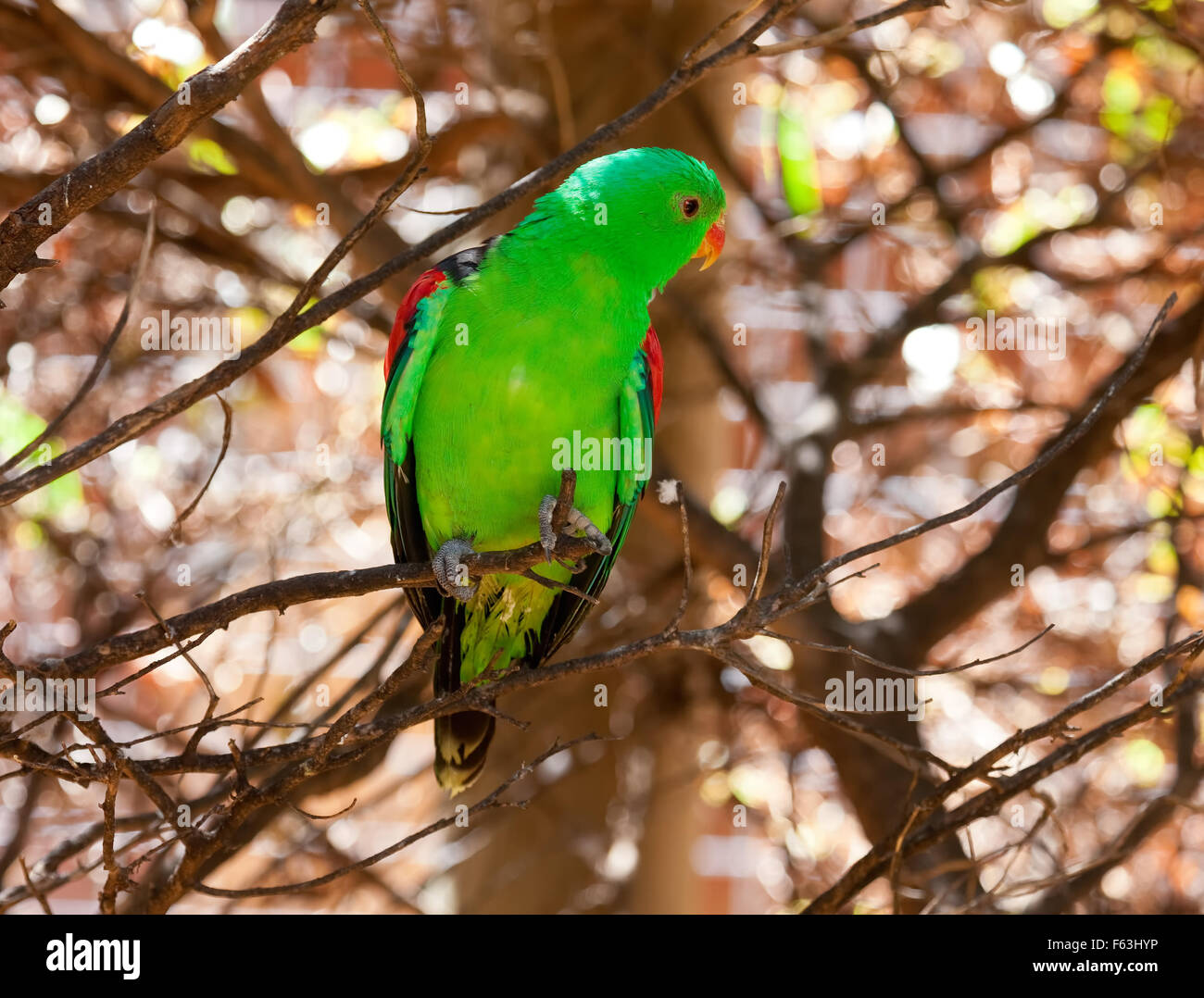 Australische Vögel Sammlung, grüne Vögel Australien Stockfoto