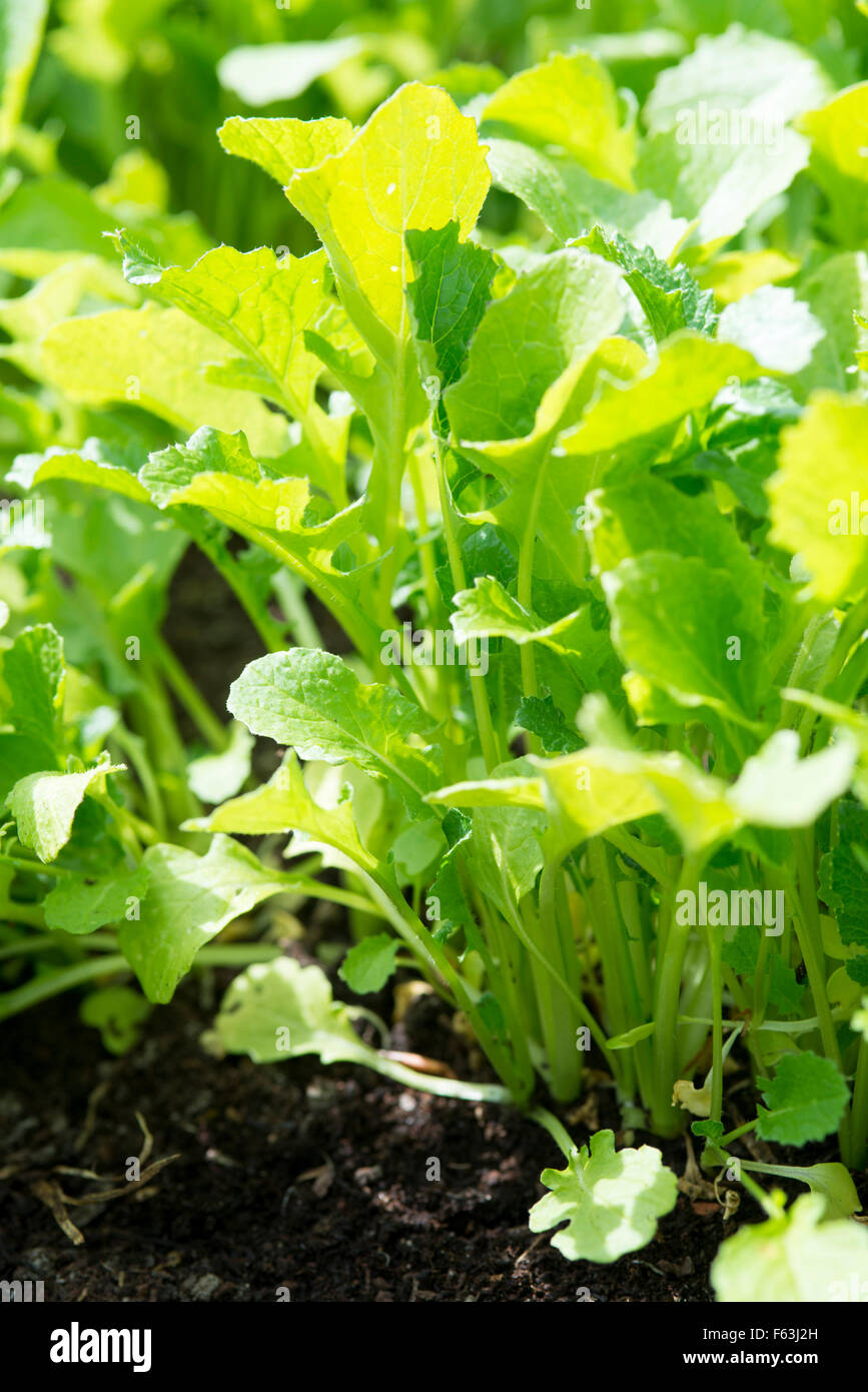 frischem Rapini Salat im Garten Stockfoto