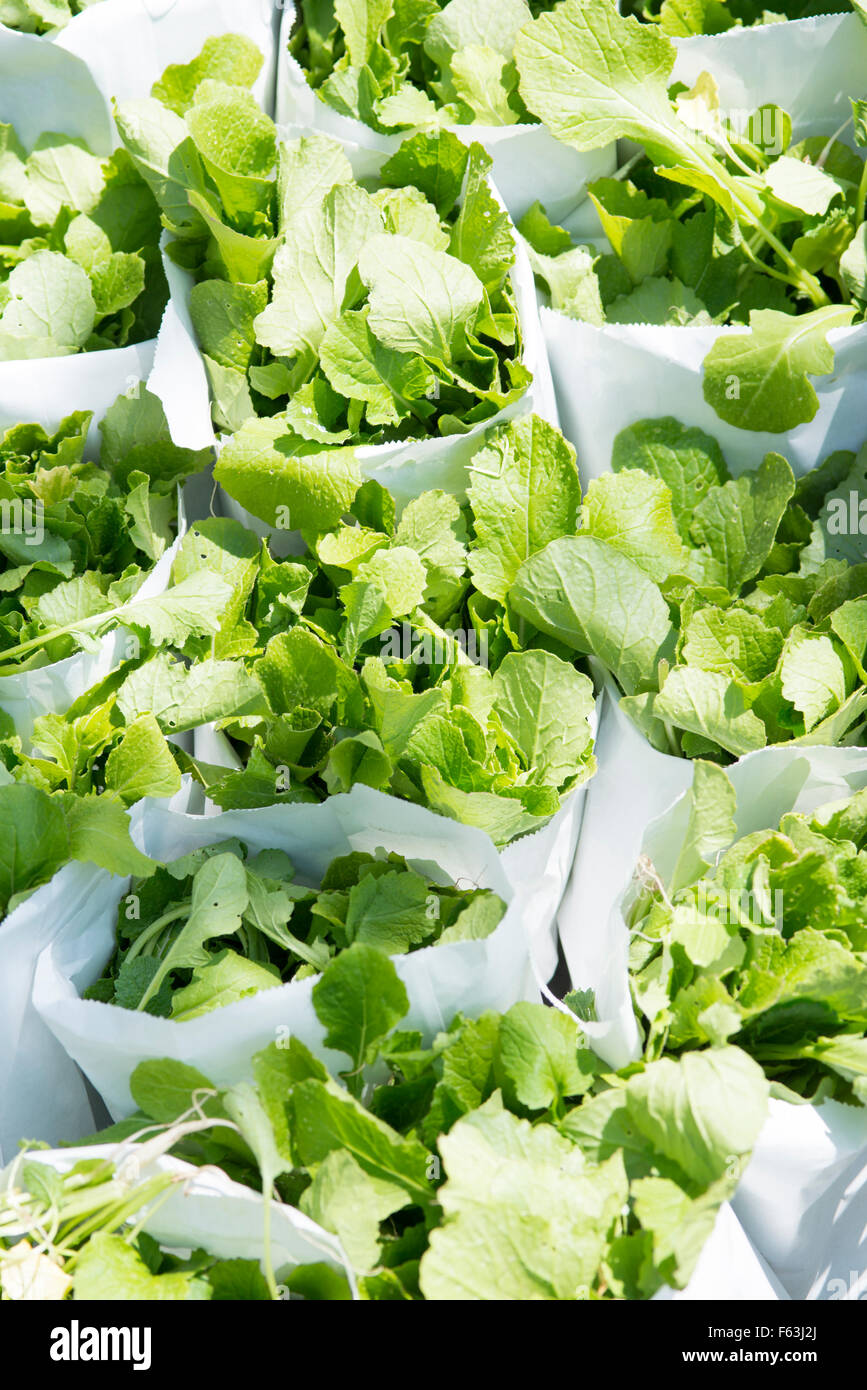 frischem Rapini Salat vom Garten gepflückt Stockfoto